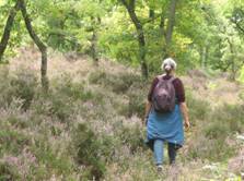 durch lichte W&auml;lder wandern